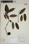 Herbarium SheetV0323684F