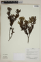 Herbarium SheetV0323700F