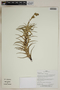 Herbarium SheetV0323709F