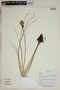 Herbarium SheetV0323710F