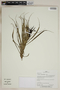 Herbarium SheetV0323711F