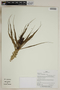 Herbarium SheetV0323712F
