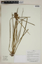Herbarium SheetV0323713F