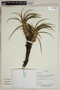 Herbarium SheetV0323714F