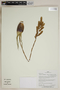 Herbarium SheetV0323715F