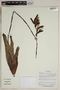 Herbarium SheetV0323717F