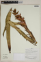 Herbarium SheetV0323718F