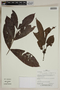 Herbarium SheetV0323728F