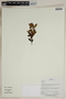 Herbarium SheetV0323733F