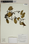 Herbarium SheetV0323747F