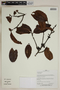 Herbarium SheetV0323780F