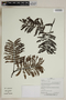 Herbarium SheetV0323795F