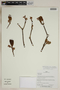 Herbarium SheetV0323820F
