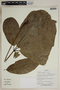 Herbarium SheetV0323828F
