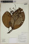 Herbarium SheetV0323840F