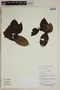 Herbarium SheetV0323845F