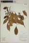 Herbarium SheetV0323849F