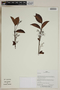 Herbarium SheetV0323859F