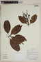 Herbarium SheetV0323863F