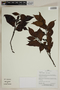Herbarium SheetV0323864F