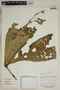 Herbarium SheetV0323868F