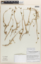 Blumenbachia dissecta (Hook. & Arn.) Weigend & Grau, ARGENTINA, O. F. Clarke 69-14, F