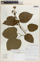 Amphilophium paniculatum (L.) Kunth, PERU, L. Valenzuela 3107, F