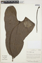 Anthurium nigrescens Engl., COLOMBIA, T. B. Croat 50219, F