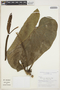 Anthurium nigrescens Engl., Peru, I. M. Sánchez Vega 6249, F
