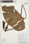 Anthurium nigropunctatum Croat & J. Rodr., ECUADOR, J. L. Clark 3731, F
