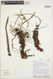 Anthurium nigropunctatum Croat & J. Rodr., ECUADOR, J. L. Clark 3731, F