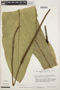Anthurium pachylaminum Croat, PERU, T. C. Plowman 7432, F