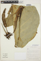 Anthurium plowmanii Croat, BOLIVIA, I. G. Vargas C. 3571, F