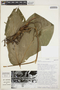 Anthurium pseudoclavigerum Croat, ECUADOR, T. B. Croat 72557, Isotype, F