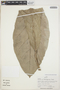 Anthurium pedatoradiatum Schott, PERU, A. H. Gentry 15970, F