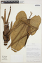 Anthurium ptarianum Steyerm., VENEZUELA, T. B. Croat 59395, F