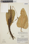 Anthurium ptarianum Steyerm., VENEZUELA, J. A. Steyermark 1011, F