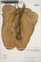 Anthurium ptarianum Steyerm., VENEZUELA, V. M. Badillo 6107, F
