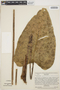 Anthurium ptarianum Steyerm., VENEZUELA, J. A. Steyermark 75209, F