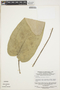 Anthurium ptarianum Steyerm., VENEZUELA, J. A. Steyermark 109198, F