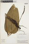 Anthurium ptarianum Steyerm., VENEZUELA, J. A. Steyermark 128033, F
