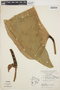 Anthurium ptarianum Steyerm., ECUADOR, L. B. Holm-Nielsen 308, F