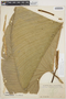 Anthurium pulverulentum Sodiro, ECUADOR, M. Acosta Solis 14274, F