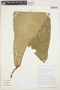 Anthurium reflexinervium Croat, PERU, T. B. Croat 81622, F
