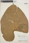 Anthurium roraimense N. E. Br. ex Oliv., VENEZUELA, J. A. Steyermark 59529, F