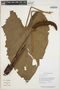 Anthurium roraimense N. E. Br. ex Oliv., GUYANA, P. Mutchnick 243, F
