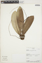 Anthurium rodrigueziae Croat, ECUADOR, A. H. Gentry 70047, F