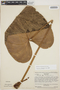 Anthurium roraimense N. E. Br. ex Oliv., VENEZUELA, J. A. Steyermark 75211, F