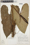 Anthurium sagittatum (Sims) G. Don, Peru, T. C. Plowman 11540, F