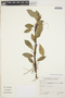 Anthurium scandens (Aubl.) Engl., BRAZIL, A. Gehrt 10403, F